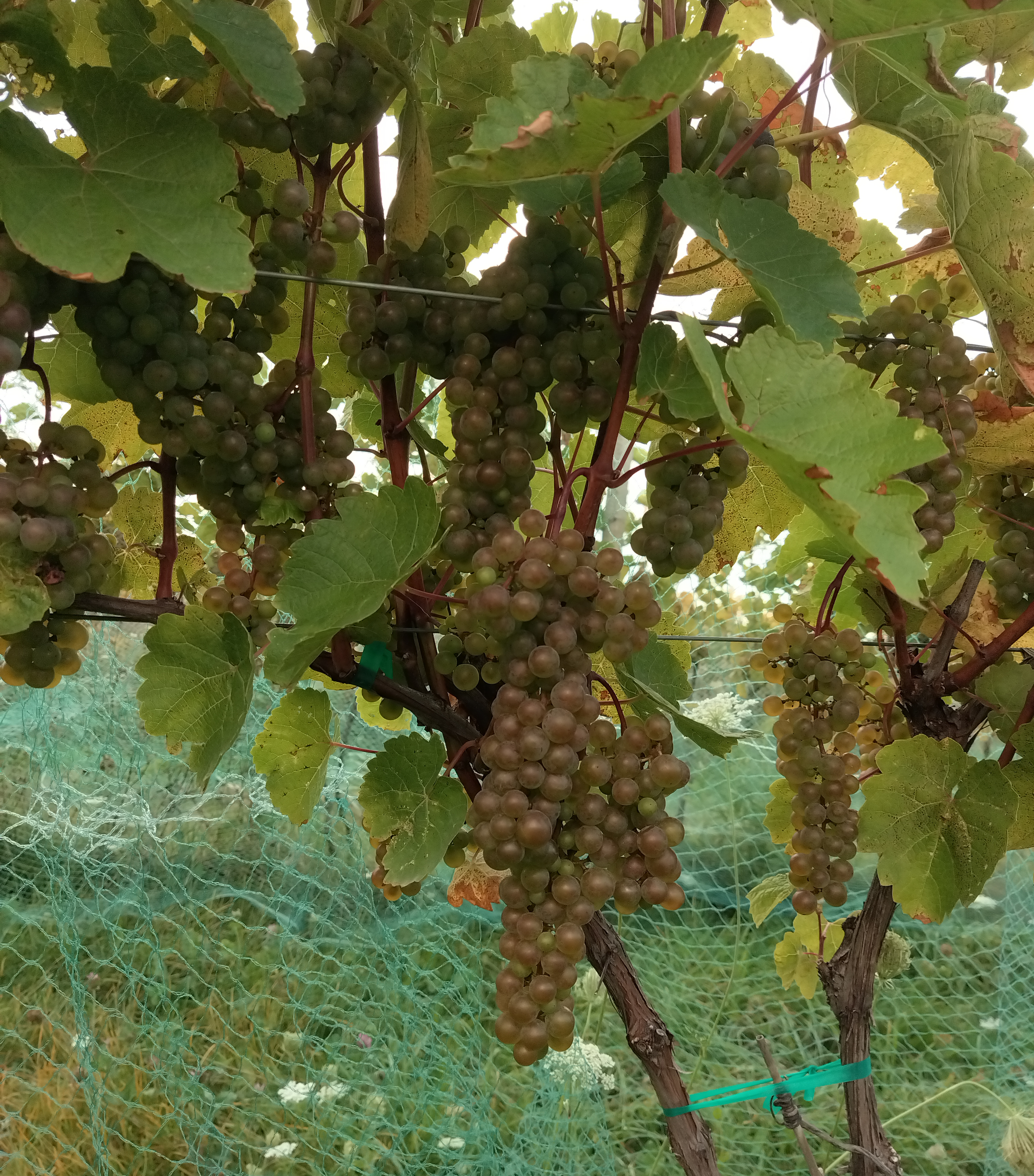 L’Acadie Blanc grapes hanging from a vine.